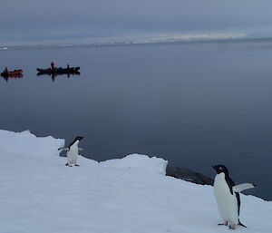 Two Adelie penguins on a ice floe with three rubber boats in the background