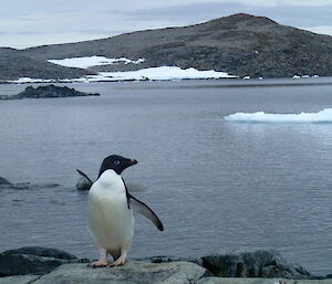 Close up of an Adelie penguin on a rock with the bay in the background