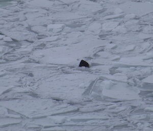 Seal on pack ice