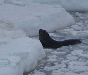 Seal in the water