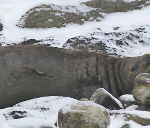 Elephant seal on snowy ice