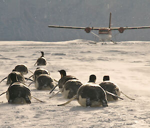 Emperor penguins on their bellies in staggered file heading towards a twin otter aircraft in the background