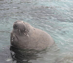 Close up of an elephant seal poking its head out of the water and leaning back with eyes closed