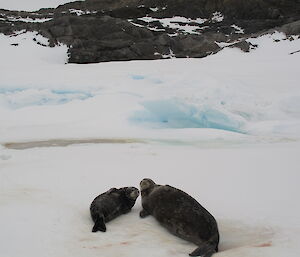 A couple of Weddell seals on the ice