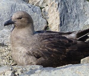 A Skua sitting with a rocky background