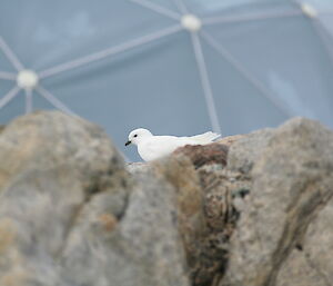Snow Petrel sitting with a rocky foreground and a satellite dome in the background