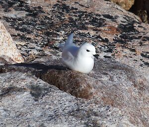 Snow petrel siting on a rocky terrain