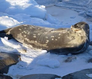 Weddell seal on a ice floe