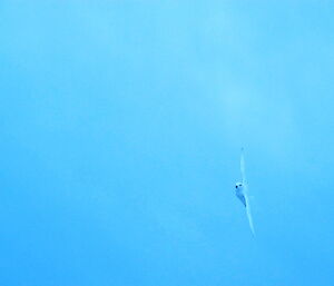 A snow petrel in full flight in a clear blue sky