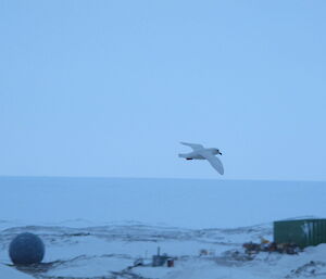 Snow Petrel in flight with the satellite dome and the green store in the background