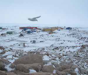 Snow petrel in flight with Casey in the background
