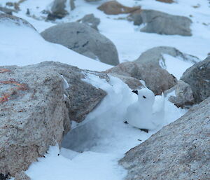 Snow petrel sitting on a rocky terrain