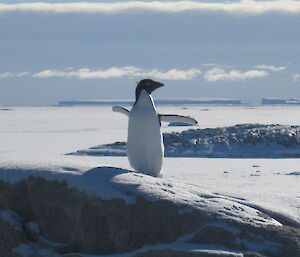 A penguin on top of a rocky hill, spreading its wings