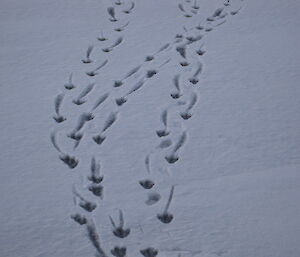 Penguin tracks on snow