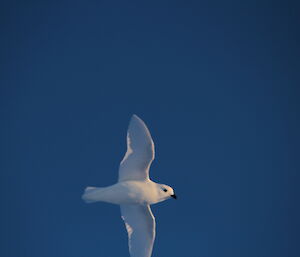 Snow petrel in flight