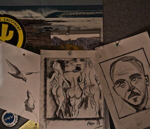 Three charcoal drawings, a snow petrel, three female forms, and Lord Casey