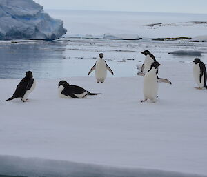 Six Adelie penguins on an ice floe with a large iceberg in the background