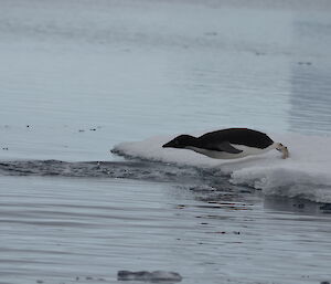 Adelie penguin diving into the water from an ice floe
