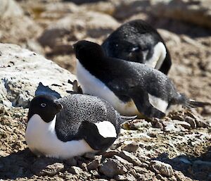 Adelie penguins in Shirley Island