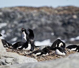 Adelie penguins nesting on Shirley Island