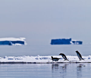 A number of Adelie penguins on an ice floe