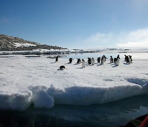 A number of Adelie penguins on an Iceberg