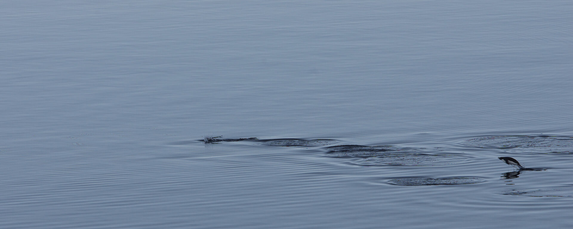 Adelie penguins jumping out of the water