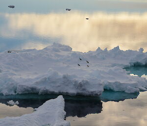 Adelie penguins on a large ice floe