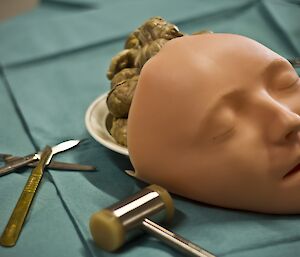 Sheep brains on a bowl with a rubber plastic face