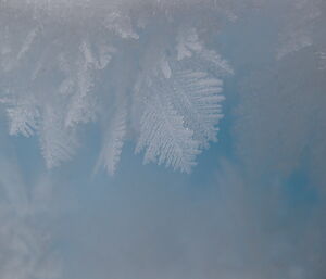 Ferns of ice form on cracks