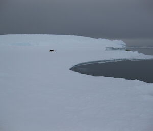 Leopard seal on the sea ice