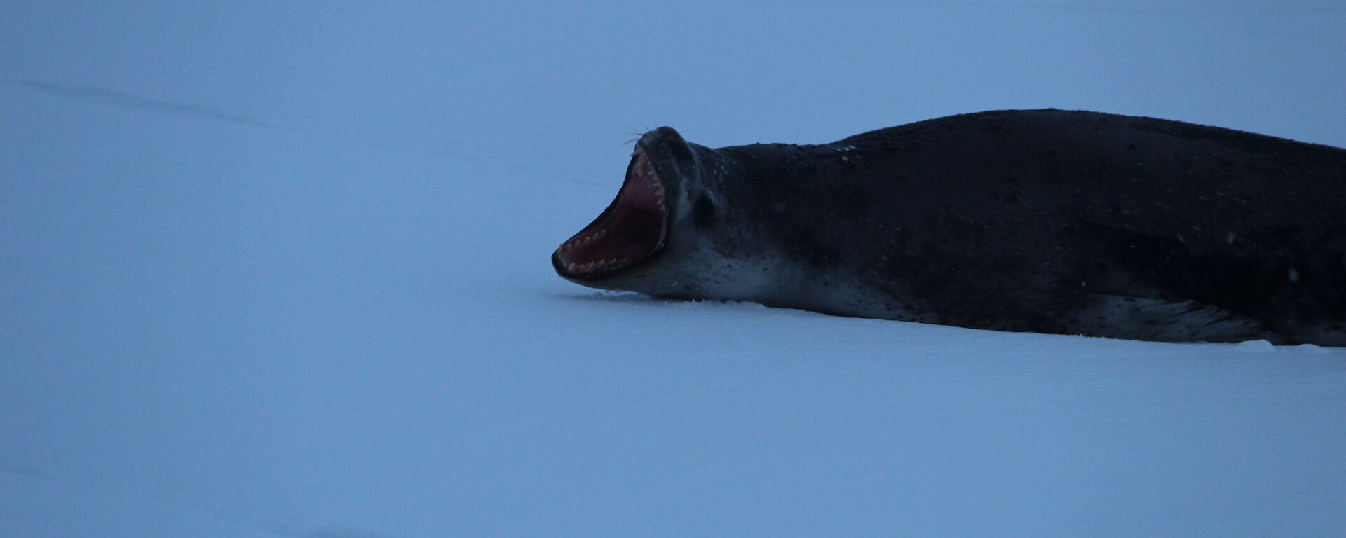 Close up shot of the leopard seal roaring