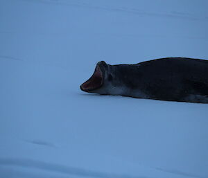 Close up shot of the leopard seal roaring