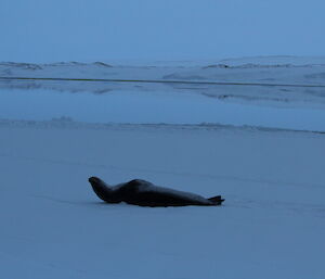 Leopard seal rolling on its back