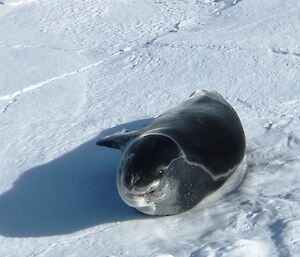 Zoomed close up on a leopard seal on the sea ice
