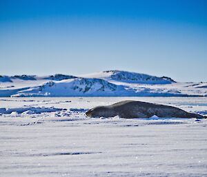 Leopard seal on the sea ice