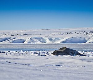 Leopard Seal on the sea ice