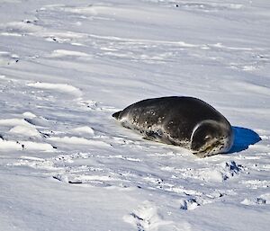 Leopard seal on the sea ice