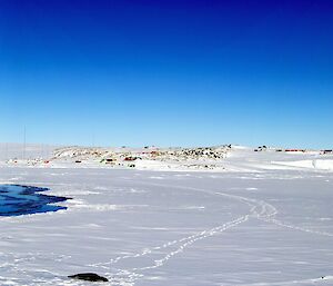 A panoramic picture of the bay with Casey in the background and the frozen sea ice and Leopard seal in the foreground
