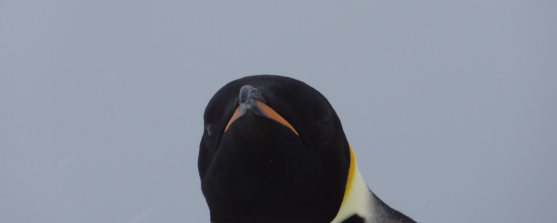 A close head shot of a Emperor penguin