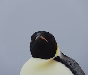 A close head shot of a Emperor penguin