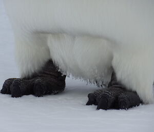Close up of the penguin’s feet
