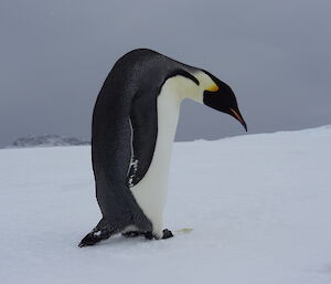 A full body picture of the emperor looking at sunglasses on the ice