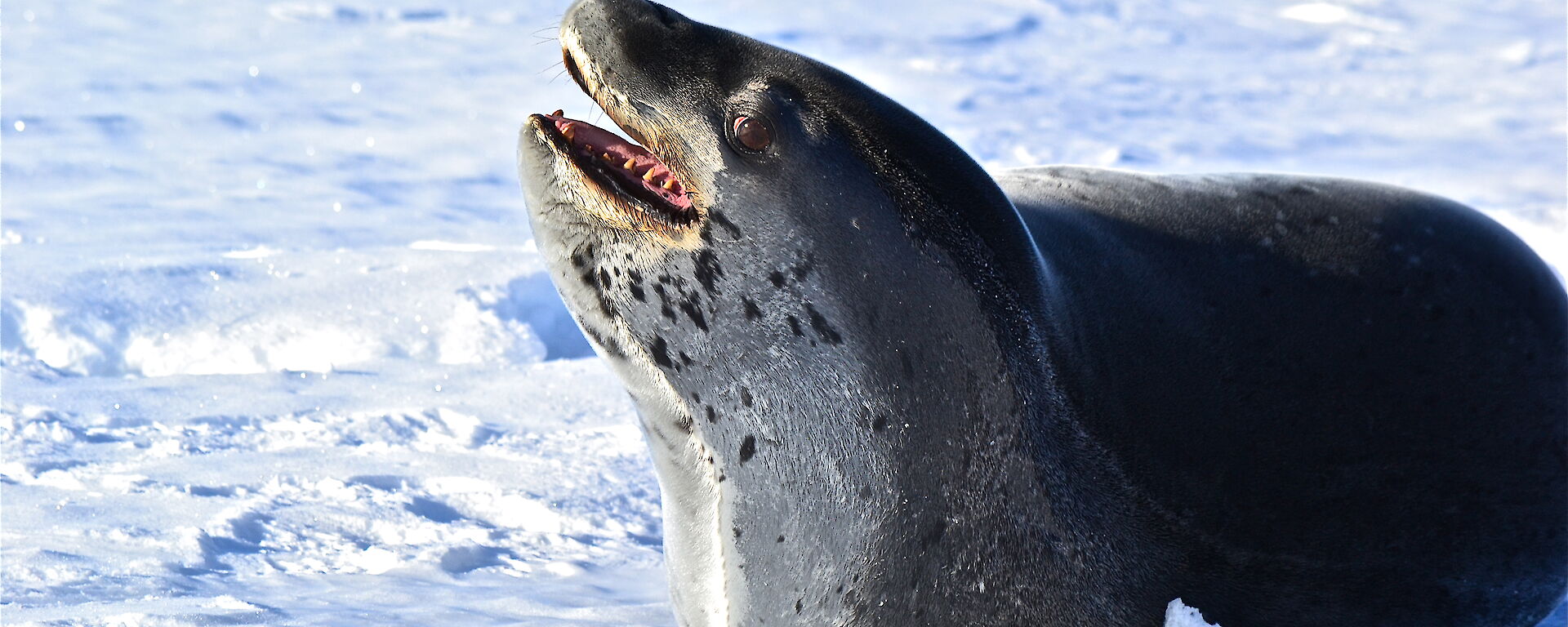 A zoomed close up of a leopard seal smiling