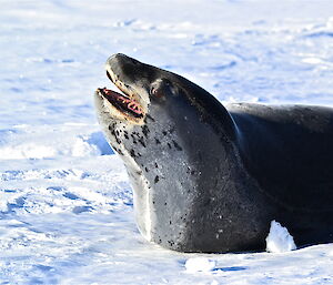 A zoomed close up of a leopard seal smiling