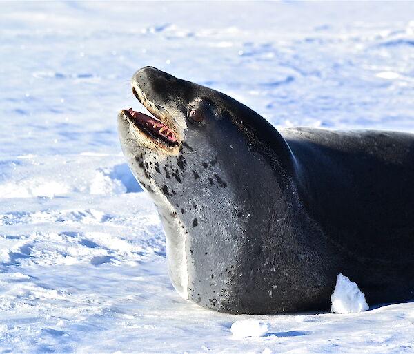 A zoomed close up of a leopard seal smiling