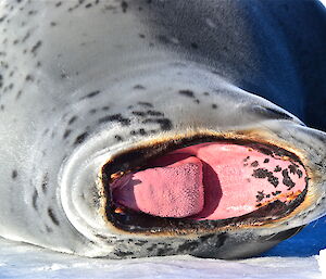 A zoomed close up with a seal yawning