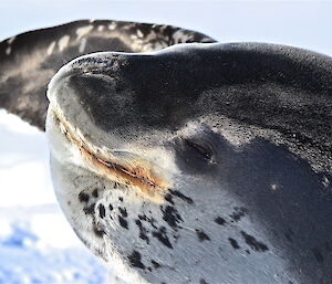 Another leopard seal close up
