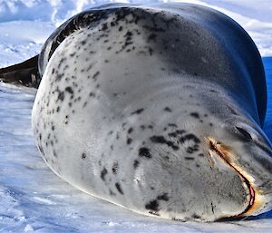 Leopard seal rolling on the sea ice