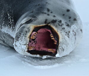 Another yawn from the leopard seal